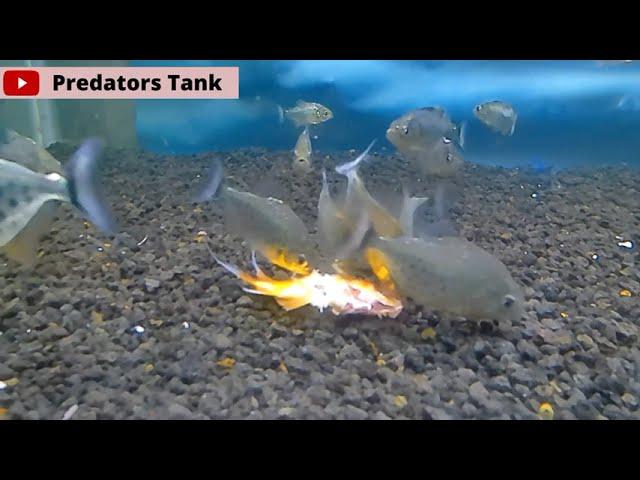 PREDATORS TANK #8 || EAT3N ALIVE!!! | PIRANHA vs GOLDFISH