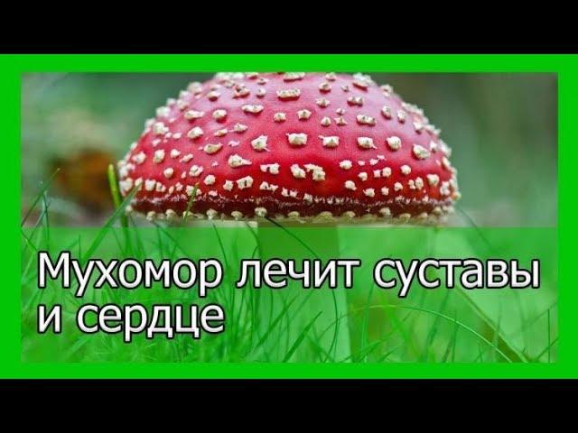 Мухоморы это дары Земли