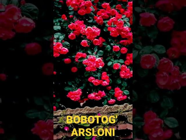 BOBOTOG' ARSLONI.