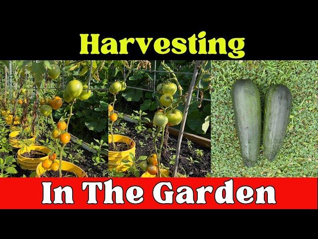 Harvesting in the Garden: Best Practices Revealed!