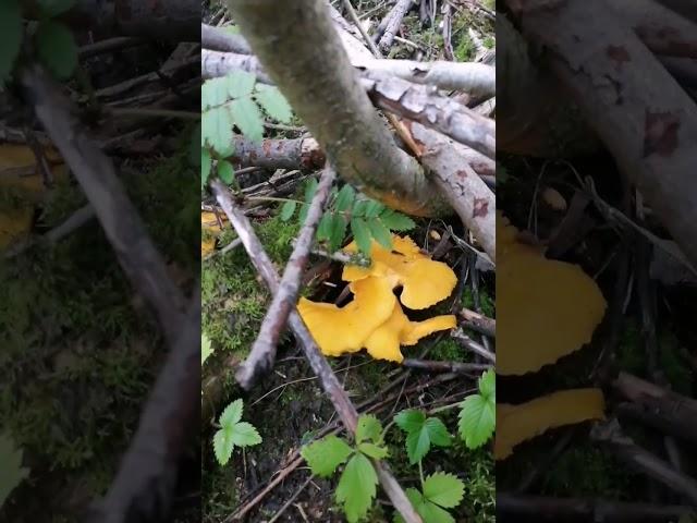 #Cantharellus cibarius #chanterelle #kantarell #mushrooms #sopp #nature