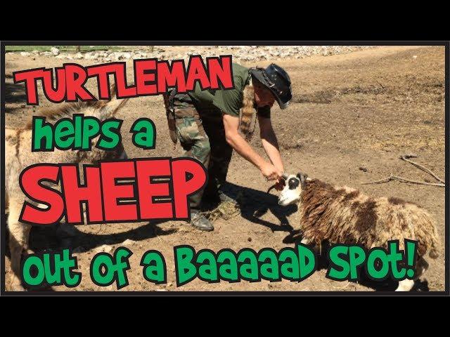 Turtleman helps a sheep get out of a baaaaaad spot!