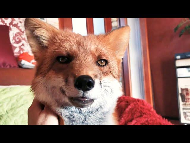 Lisa the Fox Loves Petting