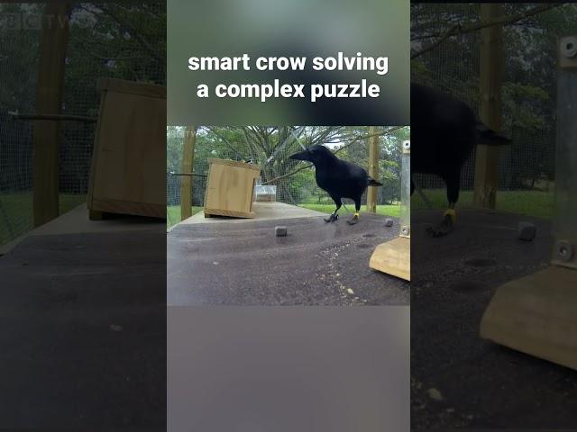 Smart crow solving complex puzzle #shorts #crow #crows #smartbirds #crowbuddy