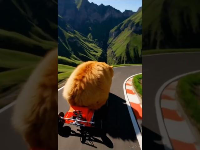 Will this fluffy racer make it to the finish line?