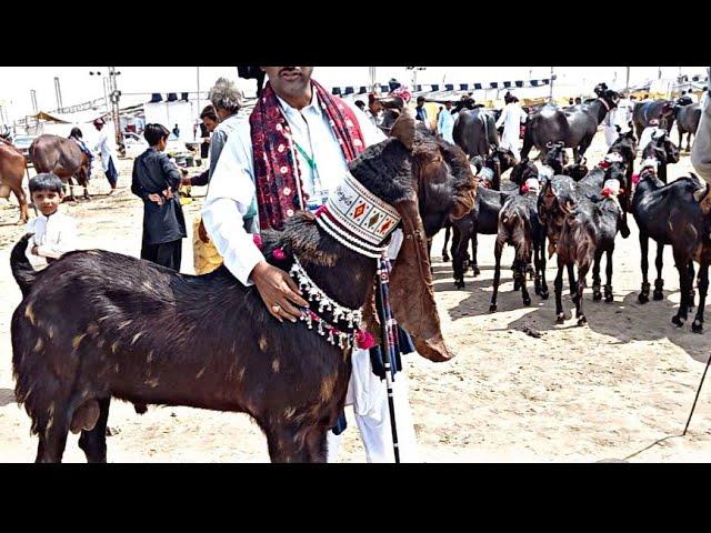 Rare kamori Goats || Kamori Goats Documentary || Livestock Expo 2021