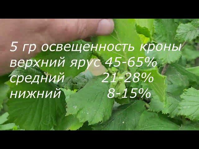 Фундук/Украина ч.5 Схема посадки=урожайность. 6 групп кроны фундука. Август-2024 итоги... года