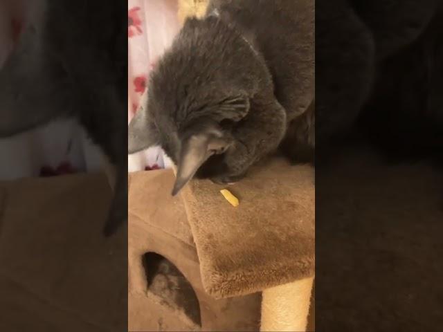 Sochi eats Mcdonald’s fry