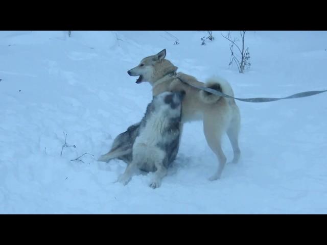 Соболь и Тайна играют и рады снегопаду.