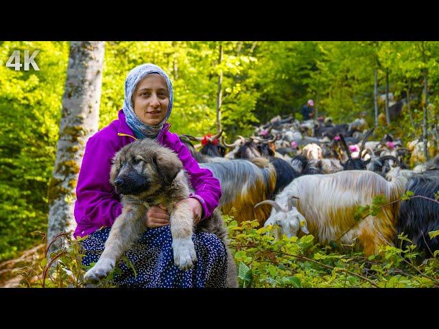 The Village Life of the Girl and Her Family in the Mountains-A Peaceful Life Away from Civilization