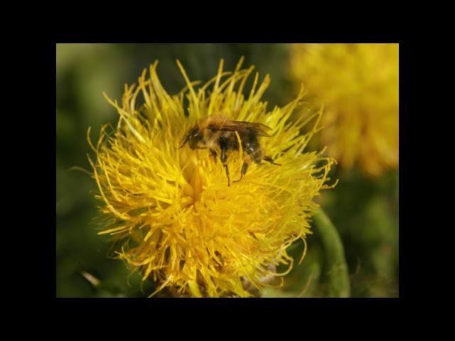 Футаж-серия. Шмель на цветке. Бесплатно и без звука/,#Footage