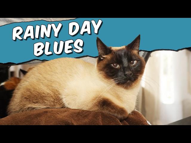 Siamese Cat Stuck Inside on Extremely Cold Rainy Day