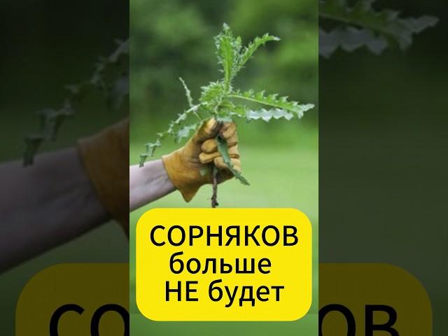 Прощай, сорняки: секретный трюк для вашего участка!  #дача #огород #рецепт #сорняки