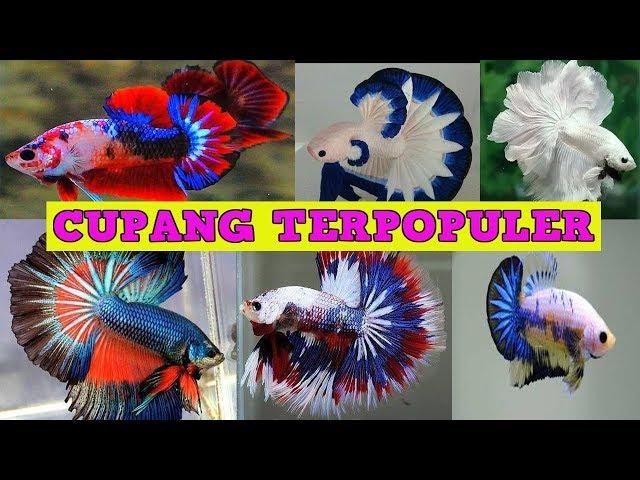 Jenis Ikan Cupang TERPOPULER ! Pecinta ikan hias Wajib Tau !