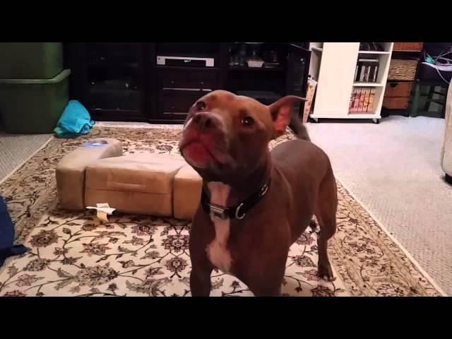 Batman Rescue Pitbull vs Stump Skyrim Dog