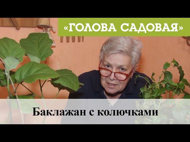 Голова садовая - Баклажан с колючками