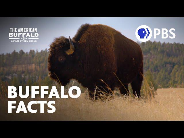 Surprising Facts About Buffalo | The American Buffalo | A Film by Ken Burns | PBS