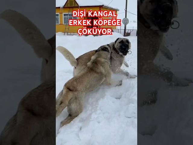 #safkangal #panzer #anadoluaslanı #kangal #dişikangal