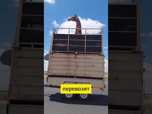 Вот так перевозят ЖИРАФА