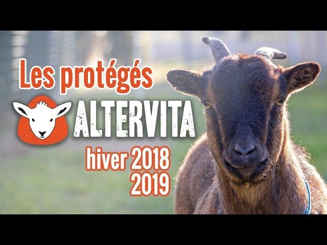 Les Protégés d'Altervita #2 Hiver 2018 - 2019