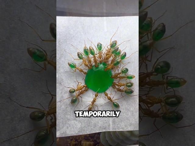 When ants drinking liquid candy