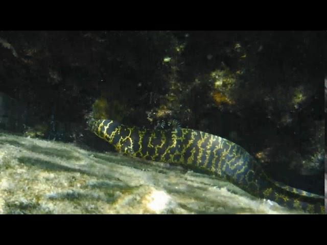 Tiger Eel seen on Mermaid Adventures Tour St. Croix