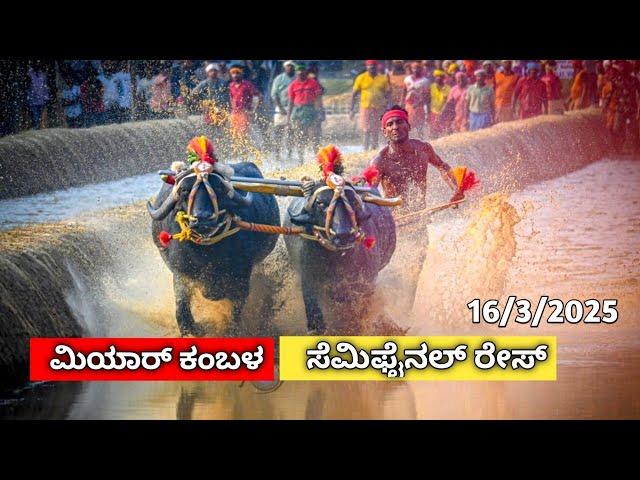 ಮಿಯಾರ್ ಲವ ಕುಶ ಜೋಡುಕರೆ ಕಂಬಳದ ಸೆಮಿಫೈನಲ್ ರೇಸ್ // miyar lava kusha jodukare kambalada semifinal race