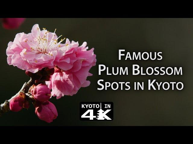 Beautiful Kyoto: Plum Blossom Viewing Spots (Kitano Tenmangū, Jōnangū & Zuishin-in) [4K]