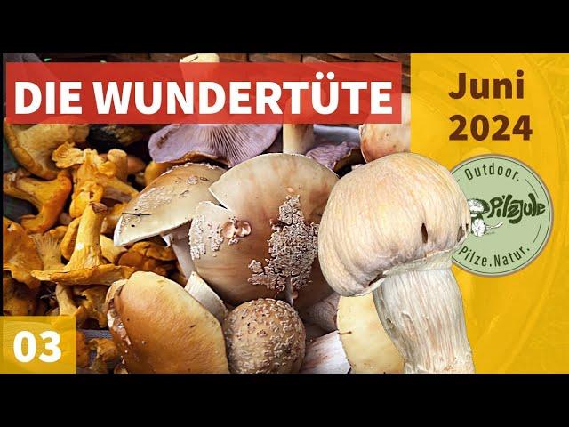 DIE WUNDERTÜTE | PFIFFERLINGE & PERLPILZE | SELTENE PILZE | Pilzesammeln im Juni 2024 | EP03