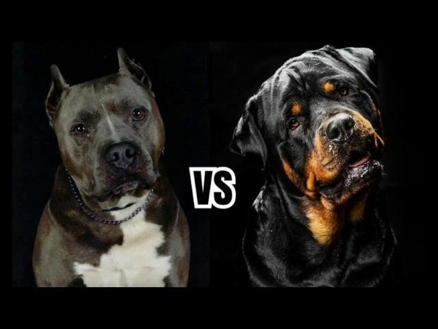 Pitbull vs Rottweiler | COMPARISON |