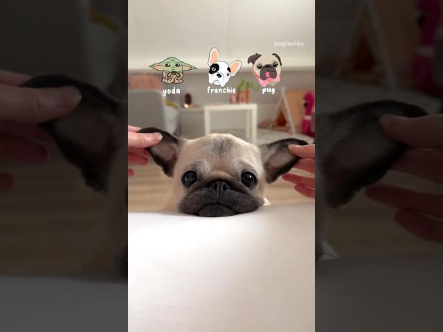 Yoda, Frenchie or PUG?  #pug #dog #funny