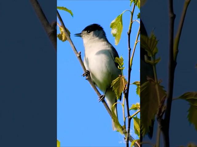 The male Blackcap's rich song - UK Bird Sounds #shorts