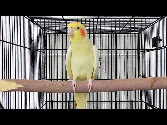 Male Cockatiel Singing Sounds | Cockatiel Calls | Cockatiel Whistling