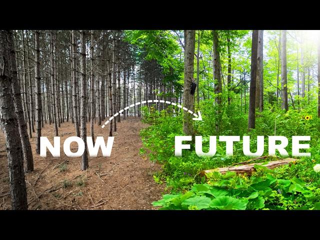 Transforming a Pine Plantation into Wildlife Paradise (ep.1)