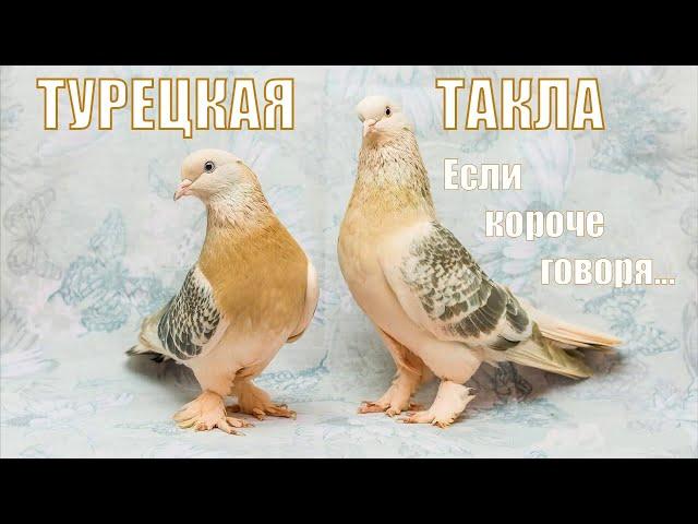 ТУРЕЦКАЯ ТАКЛА/если короче говоря...