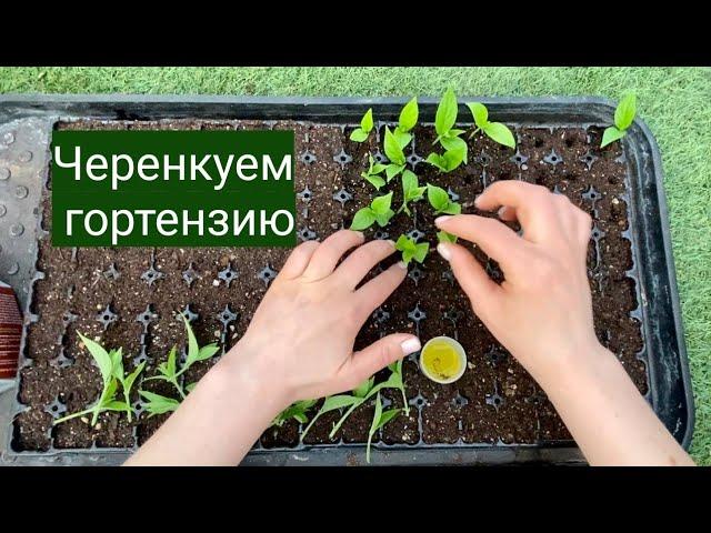 Черенкуем гортензию в марте