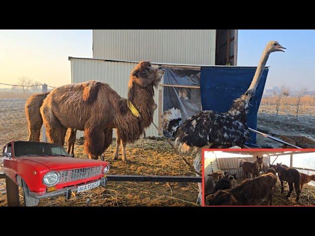SAMARQAND XISHROV ELIDA IXTIYOR AMERIKANING TUYI BELGILANDI 23-02-2025