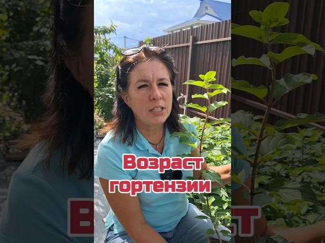 метельчатая гортензия, саженцы 5 месяцев #цветы #гортензия