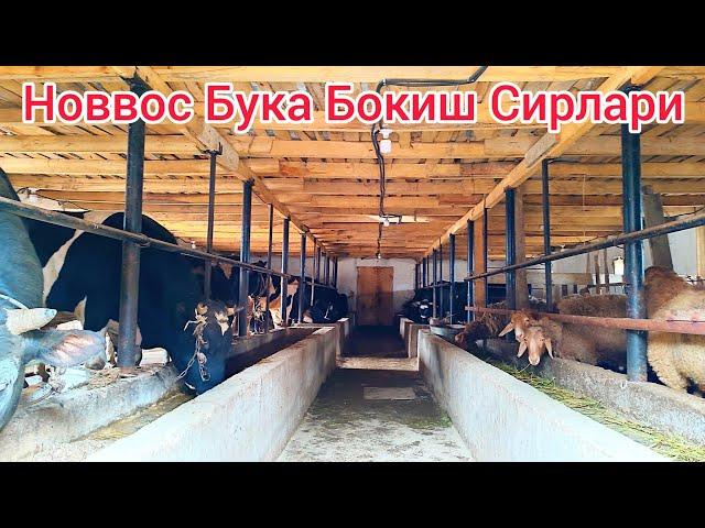 Уй Шароитида 18-Новвос Бокиш Сирлари. Охиригача Куринг Узингиз Керакли Малумотларни Олинг.