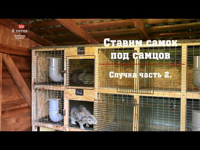 Ставим самок под самцов. Случка часть 2