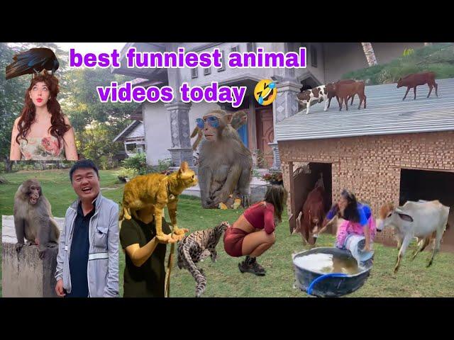 Cute Animals Funny Videos 2024 The Funniest Animals of the Year 