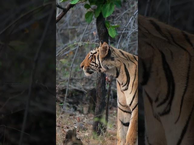 Majestic Tigers: Celebrating International Tiger Day.  #wildlife #tadobanationalpark #tiger  #nature