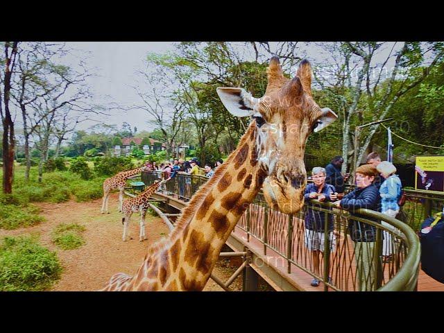 Africa’s Last Endangered Giraffe Sanctuary Is Disappearing