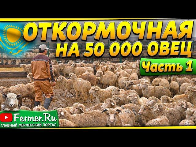 Как устроен самый большой отрытый откормочник для овец в Казахстане? Откорм овец зимой без навеса.