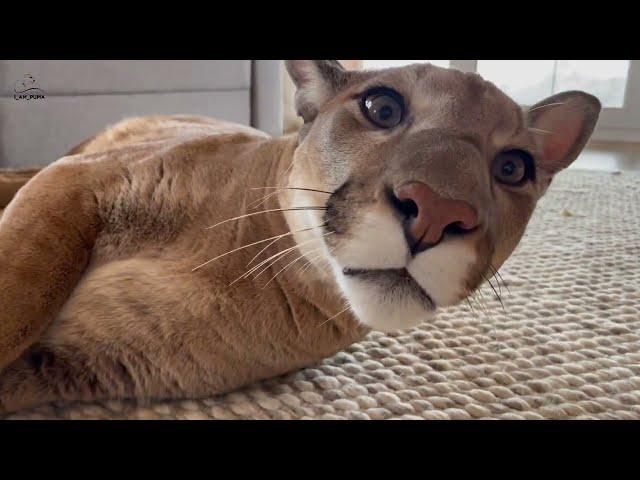 Scary vacuum cleaner is a Pumas' friend! Lazy Messi interferes the cleaning!