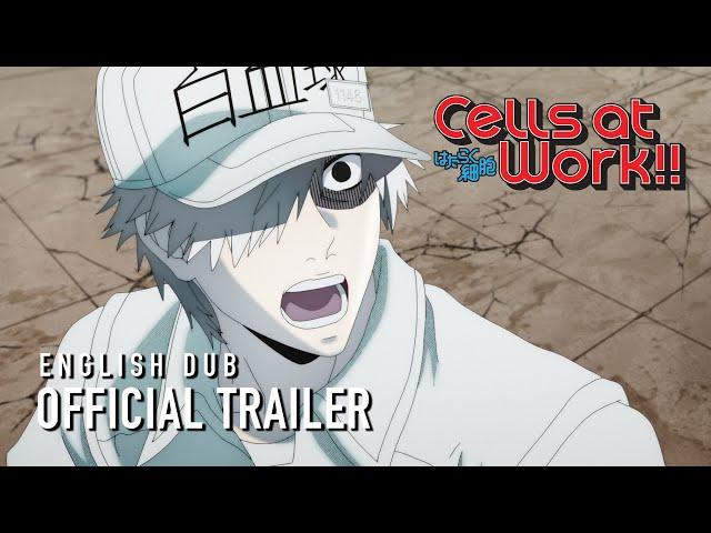 Cells at Work!! English Dub Trailer