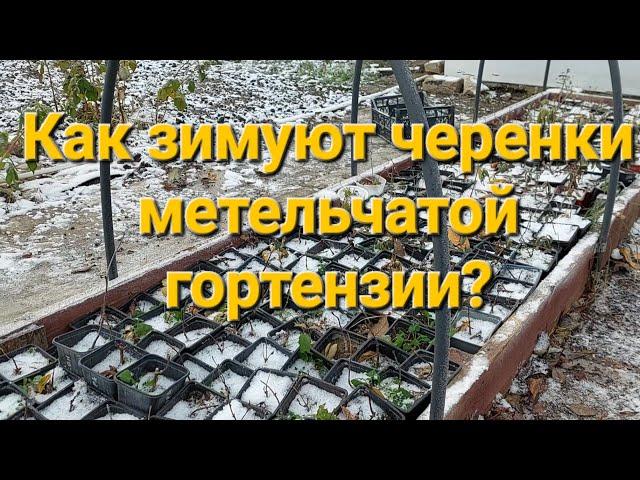 Как зимуют черенки гортензии?