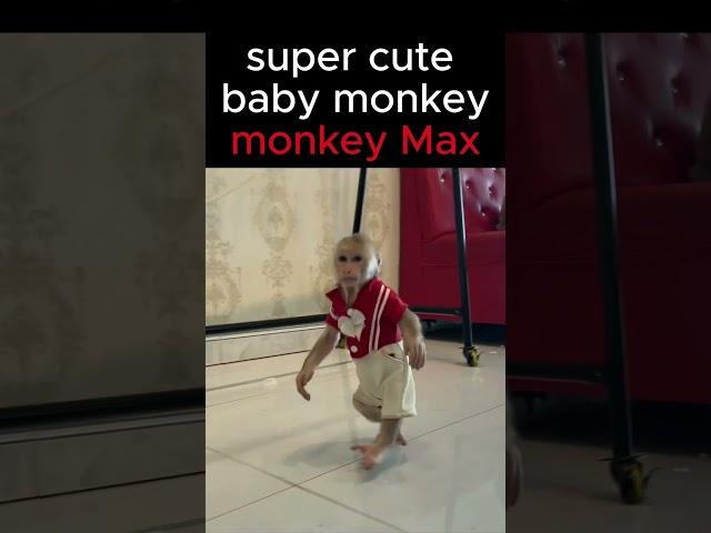 super cute! monkey Max is angry with dog Bo #monkey #funnyanimal #Short