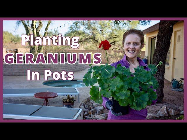 GERANIUMS IN POTS: A Planting Guide