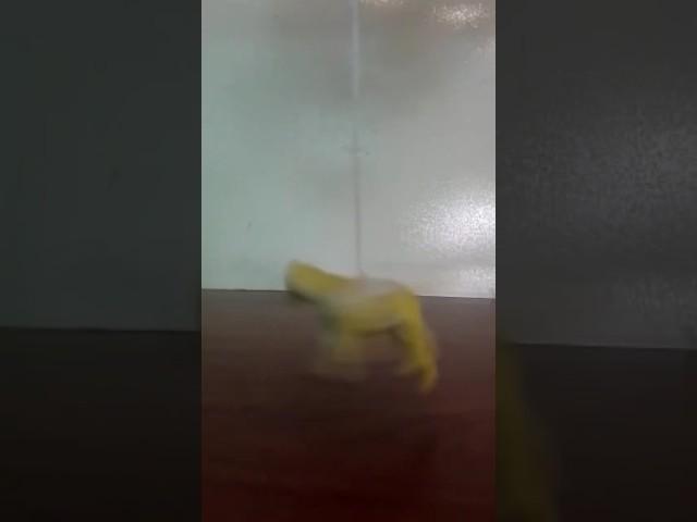 OOIIAAII